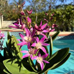 Dendrobium Speciosum Cheryl & Glory Orchid