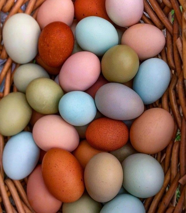 Farm Fresh Eggs