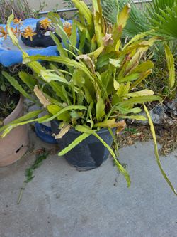 Free plants and table must pick up today