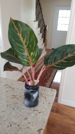 Aglaonema ‘Red Emerald’ - Chinese Evergreen- Air purifying plant - live house plant- Aglaonema garnet Coltrane