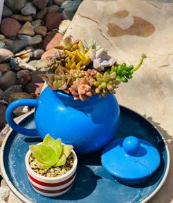 Blue Ceramic Teapot and Striped Pot Succulent Arrangement