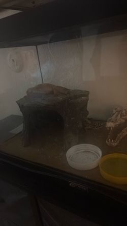 Geckos