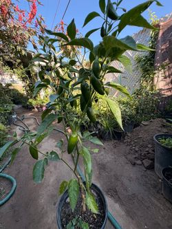 Chile jalapeño