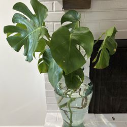 Large Monstera Plant And Glass Vase 