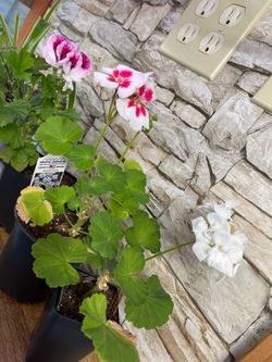 Pelargonium (geranium) indoor/outdoor perennial plants.$5-$2.