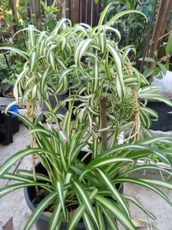 Plant