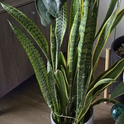 Variegated Snake Plant In Pot