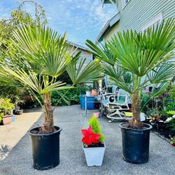 $129 Each Windmill Palm 🌴 