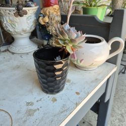 Blue Echeverria In 5" Ceramic Pot
