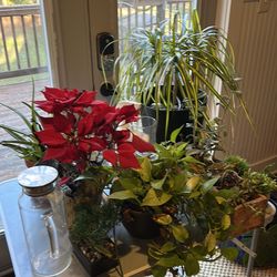 Plants for sale
