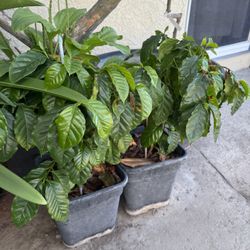 Coffee Plants About 2 Year Old 