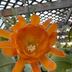 Epiphyllum Yellow Head In One Gallon Pot