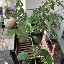 Mexican Oregano Plant 🪴 