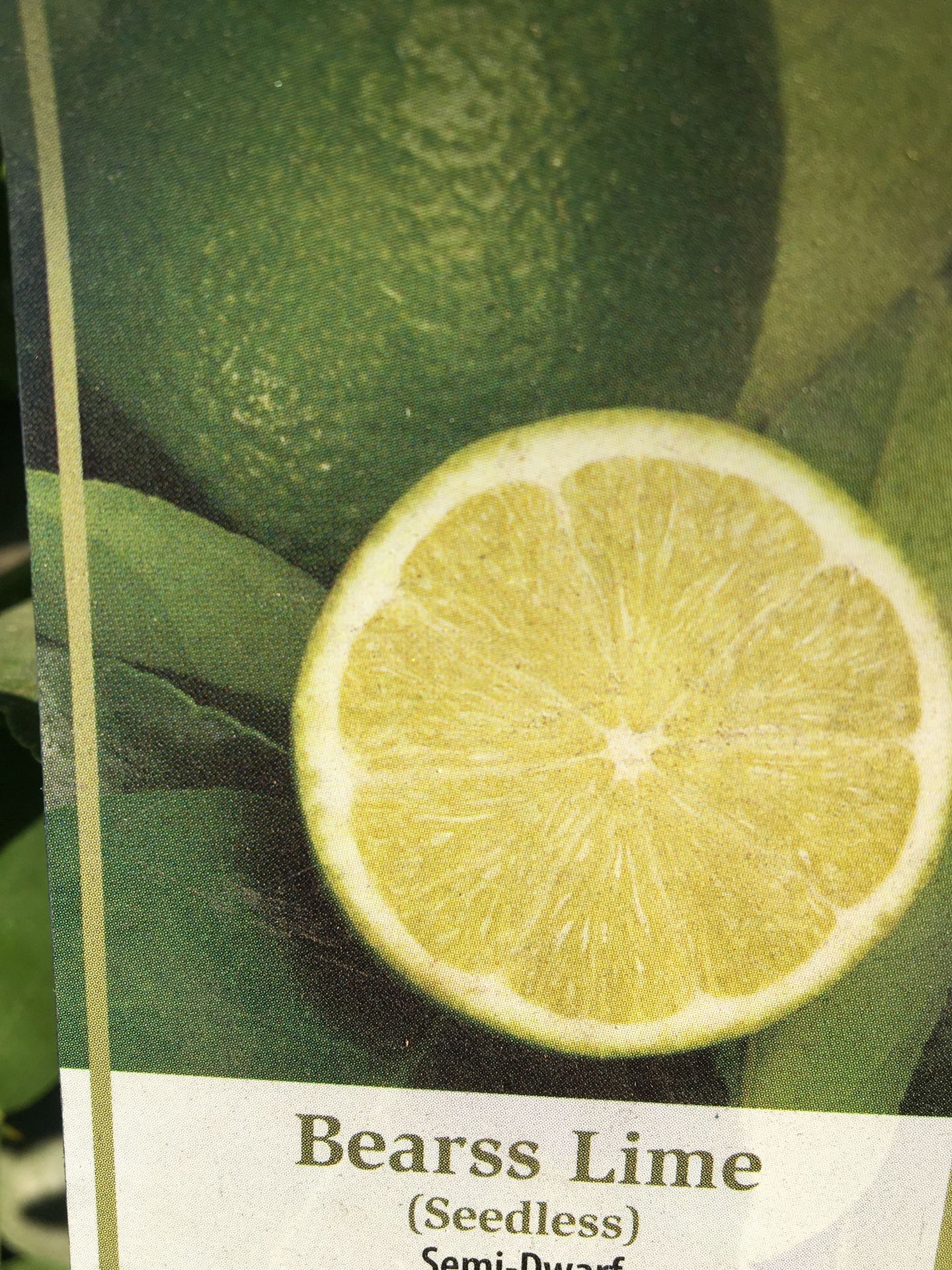 Bearss lime 15 galones