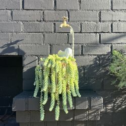 Succulents 