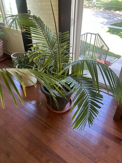 Palm plant with pot