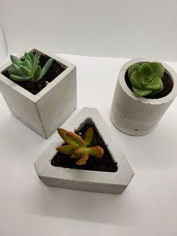Trio of Succulents in Concrete Planters