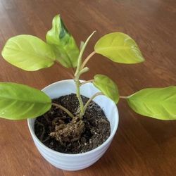 Golden Goddess House Plant 