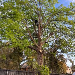 GOOD PRICES ON TREE 🌲