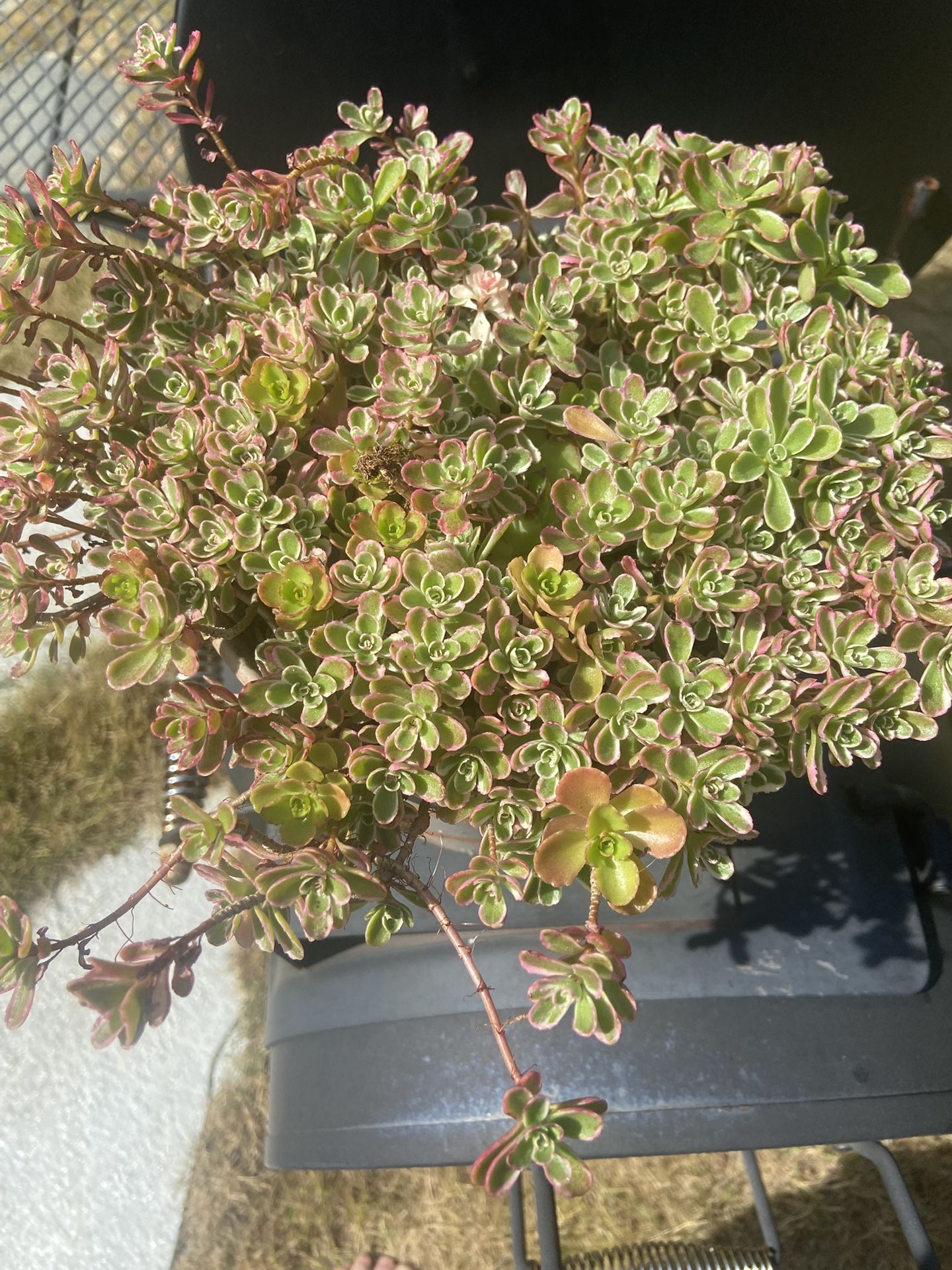 Colorful Sedum In Large Classy Clay Pot With Patina
