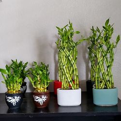 Lucky Bamboo Arrangements 