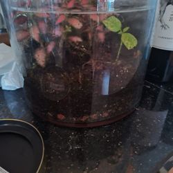 fittonia(nerve plant) terrarium