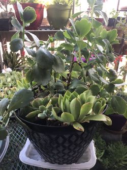 Mixed variety of succulent