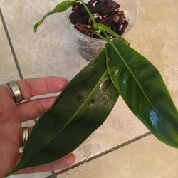 Philodendron Patriciae 