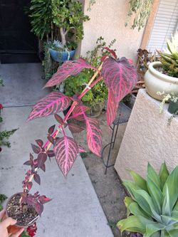 Iresine Herbstii "Bloodleaf " Plant $15