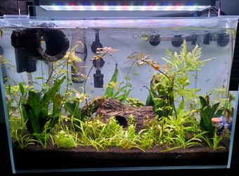 10 Gallon Lifeguard Aquatics Ultra Clear Glass Rimless 10 Gallon Aquarium
