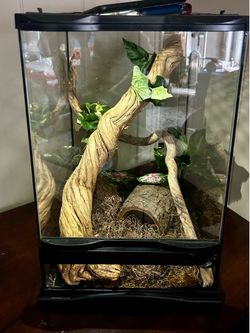 Naturalistic Terrarium and Decor