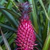 Pink Pineapple