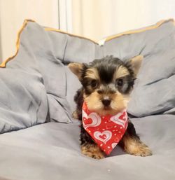 Pet Bandana