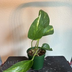 Small Golden Pothos