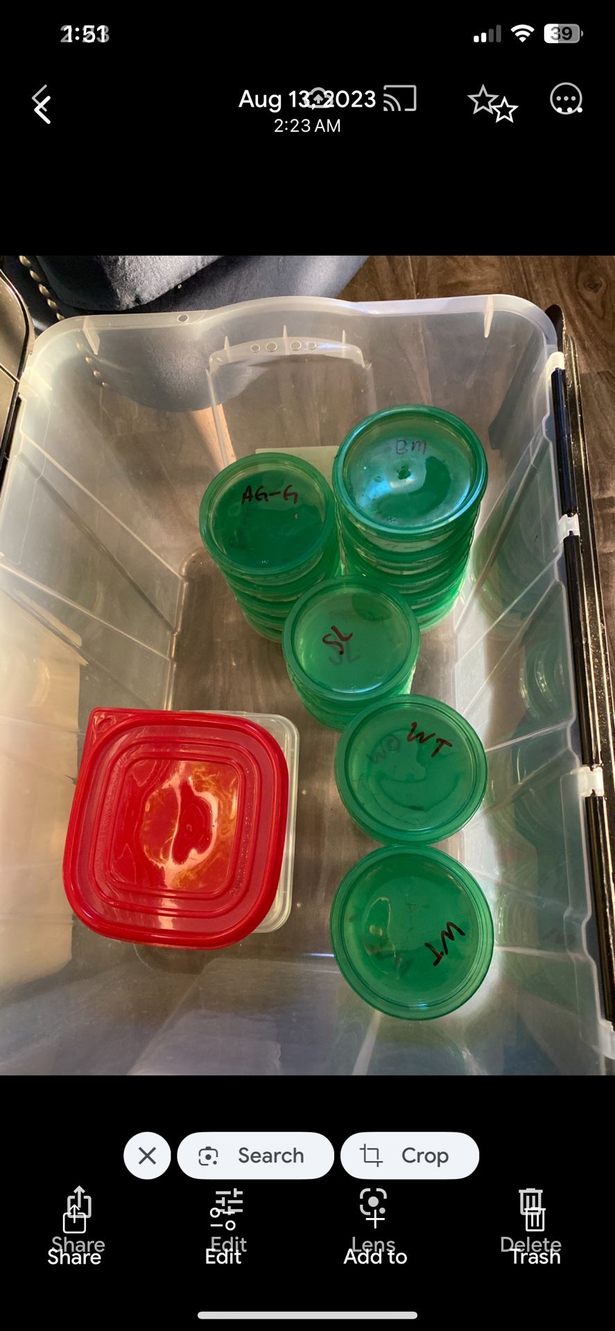 Axolotl Containers