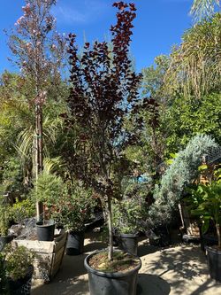 Flowering plum tree 25gal