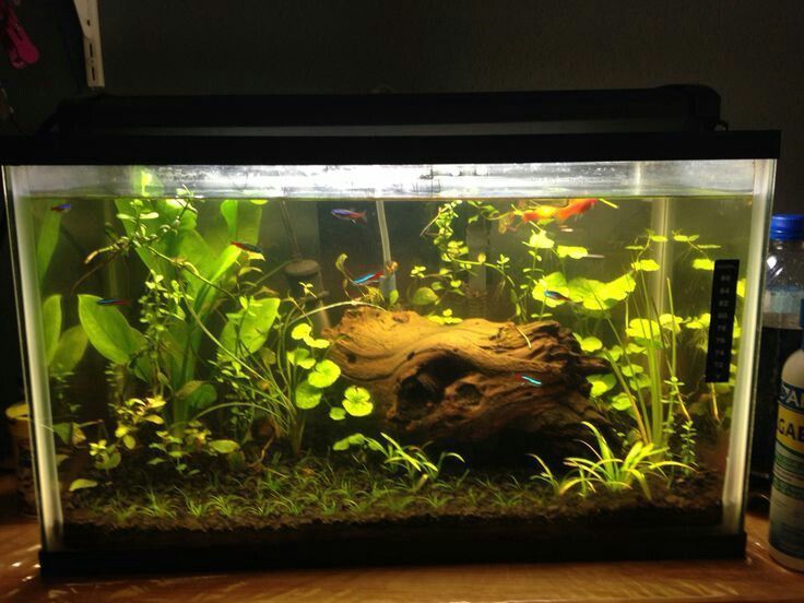 15 Gallon Fish Tank