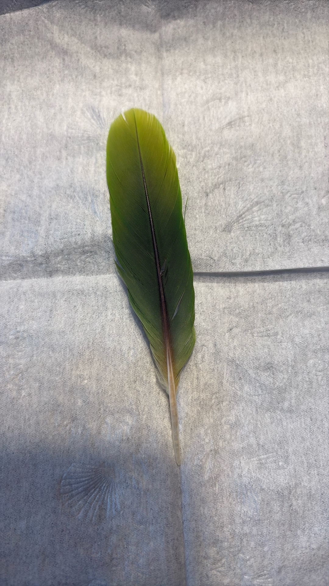 Military Macaw Flight Feather