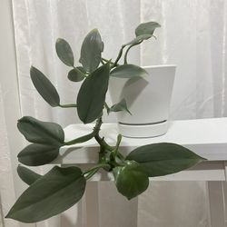 Silver Sword Philodendron House Plant With Pot