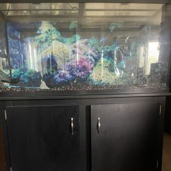 Fish Tank