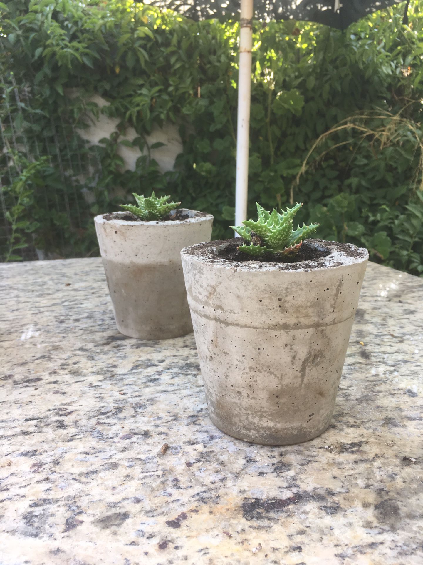 HandMade Concrete Pots W/ plant!