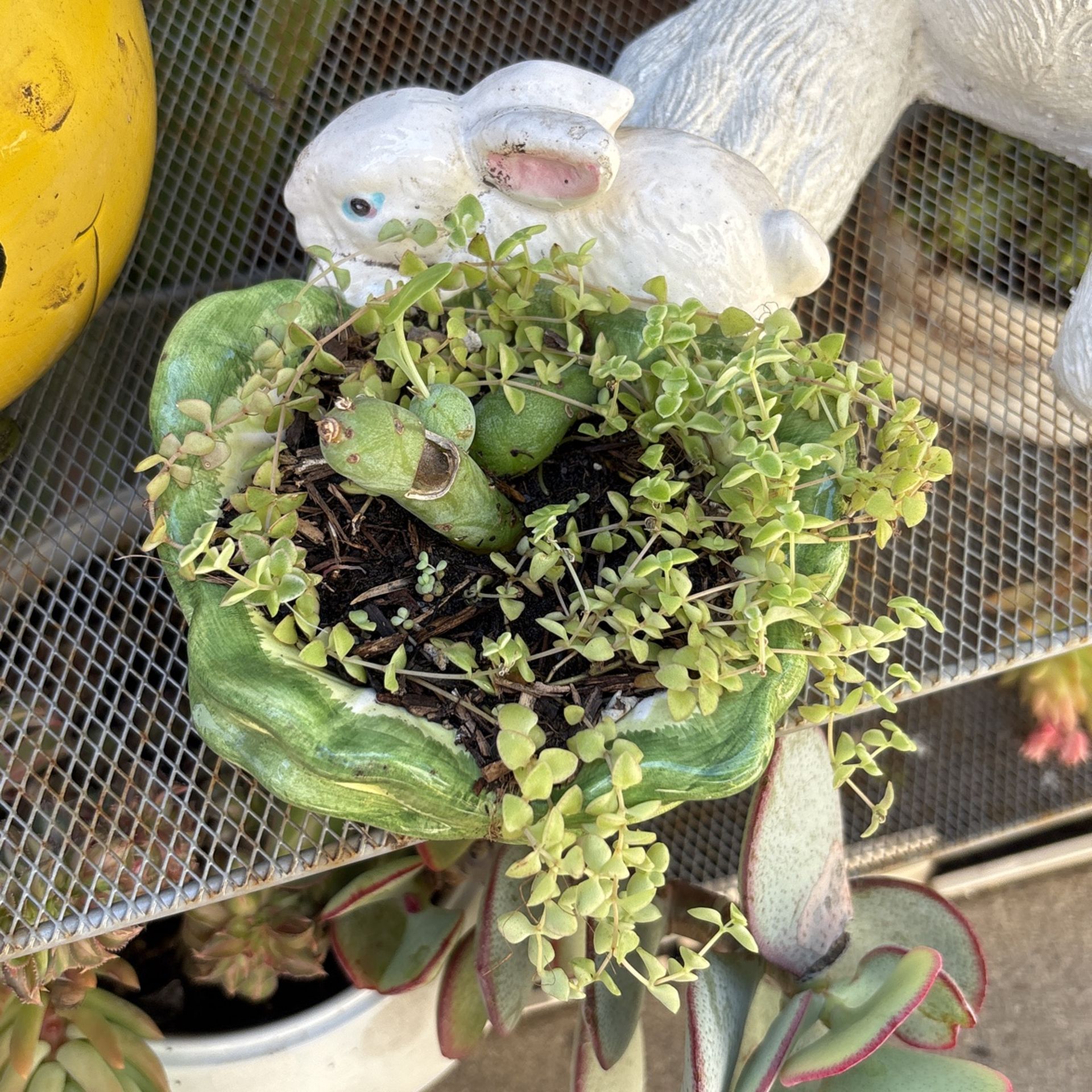 Selling Plants 