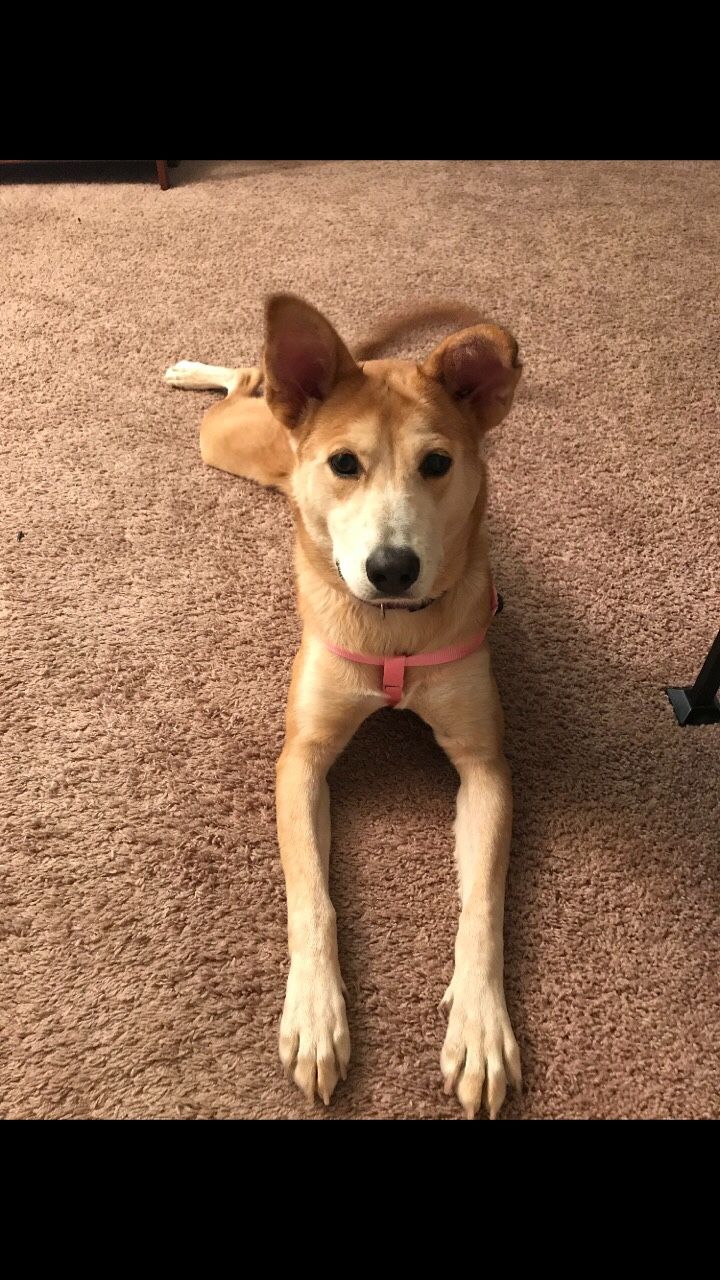 Shiba Inu/Lab Mix