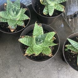 Aloe vera 