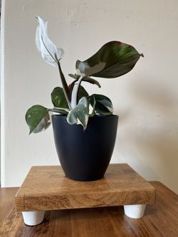 Solid Wood Plant Stand Riser Wooden Tray