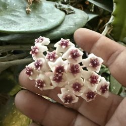 Hoya Plant 3 Different Kind In One Pot 