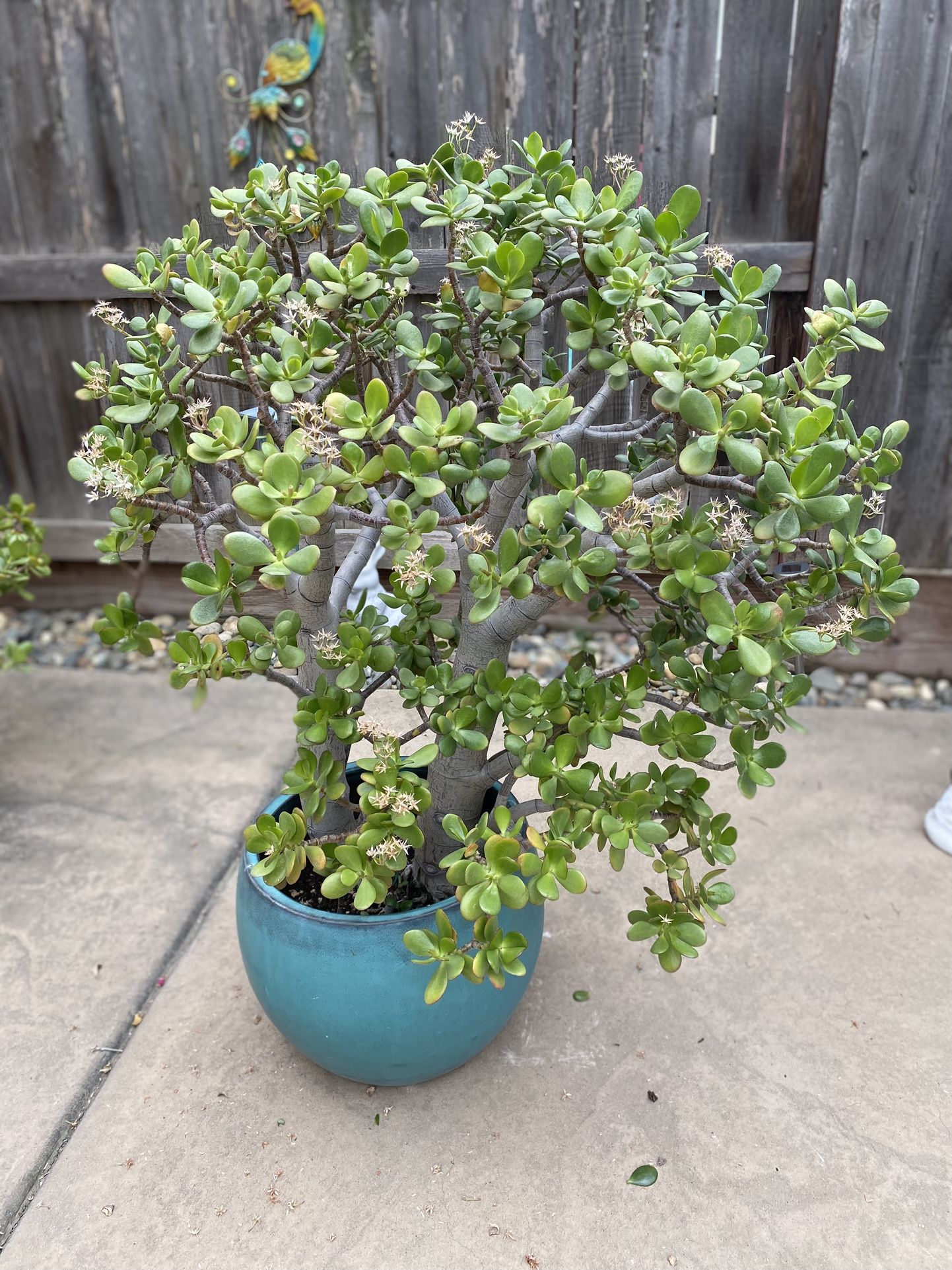 Large, Mature Jade Plant In Ceramic Blue-Green Pot PENDING