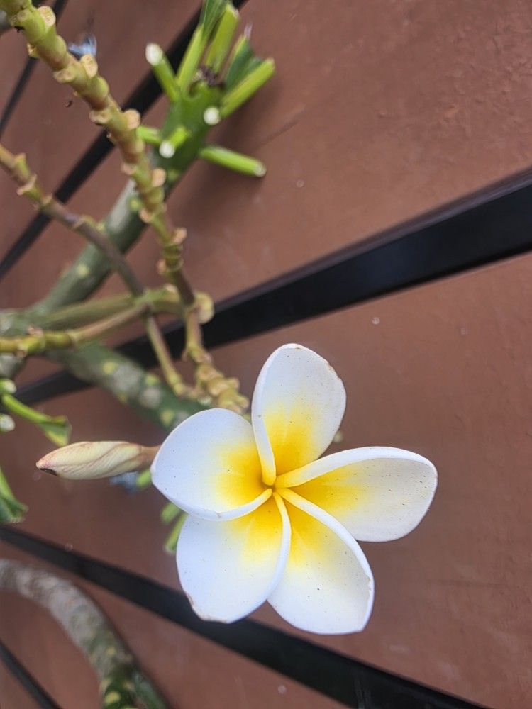 Cutting Plumeria 