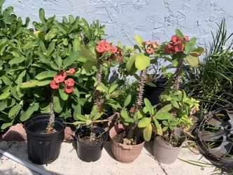 Crown of Thorns