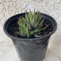 1 Gallon Pot Succulent Plant - Aristaloe Aristata - Lace Aloe - Rooted & Established Plant - Drought Resistant - 🪴 